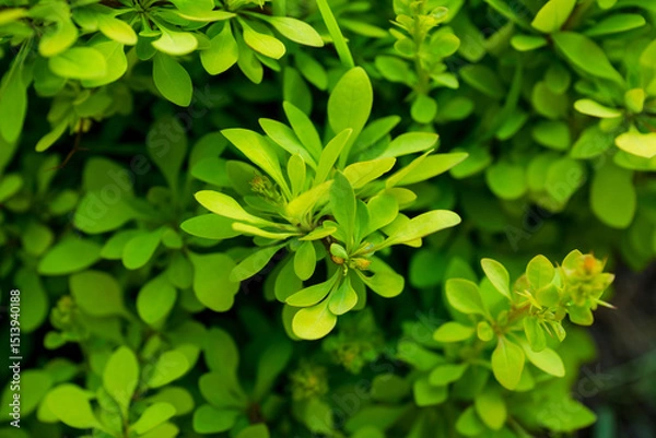 Fototapeta Barberry bush with new leaves in the garden. Selective focus. Shallow depth of field.