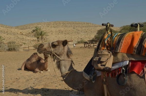Obraz camel side
