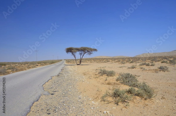 Obraz desert road with tree