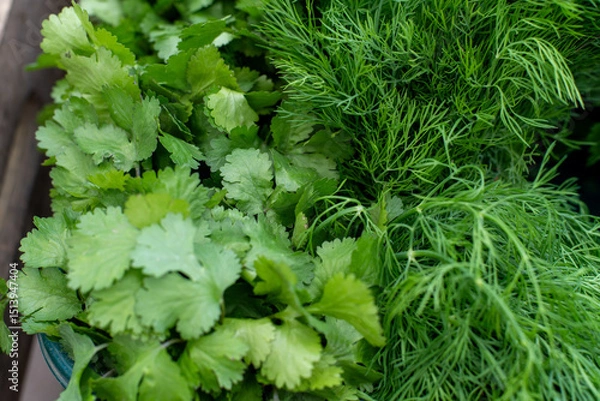 Fototapeta bunches of fresh cilantro and dill
