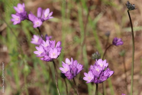 Fototapeta Two Wing Wild Hyacinth, Dipterostemon Capitatus Subspecies Capitatus, a charismatic native synoecious perennial herb displaying cymose umbel inflorescences during Spring in the Santa Monica Mountains.