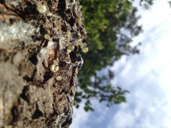 Obraz Tree Sap