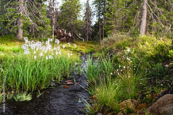 Fototapeta Tall cottongrass grows along a mountain stream in Sweden, surrounded by lush greenery and the serene sounds of flowing water in summer