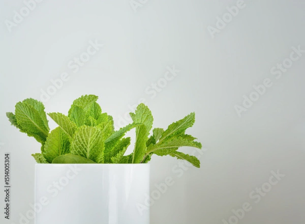 Obraz Light background with mint leaves in a white mug, selective focus