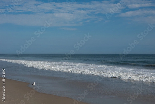 Obraz beach and sea with gull