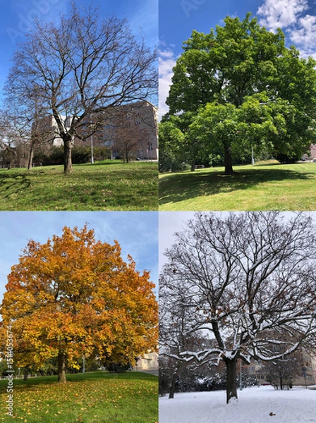 Obraz A large maple tree going though the four seasons