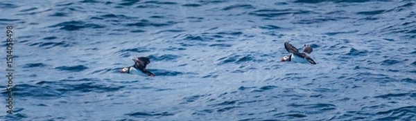 Obraz Two Atlantic puffins in flight