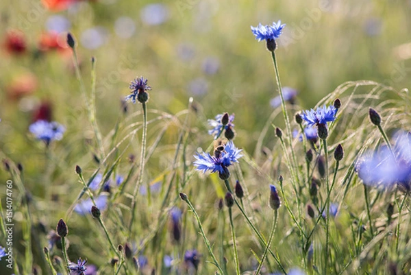 Fototapeta Purple small flowers on the meadow, on the field in summer. Beautiful summer landscape.