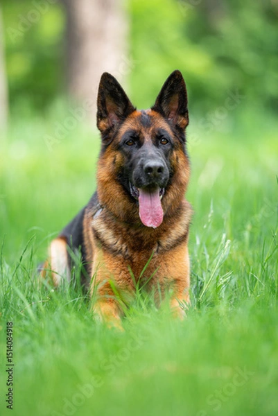 Fototapeta Beautiful German Shepherd Dog Lying on Green Grass Outdoors with a Forest Background. Close-up Pet Portrait in High Quality.