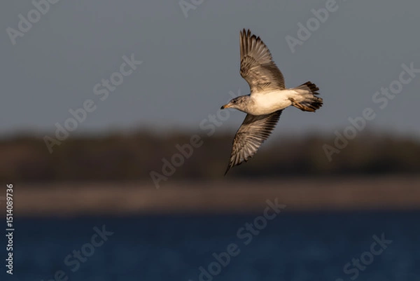 Fototapeta Closeup of a ring-billed gull in flight.