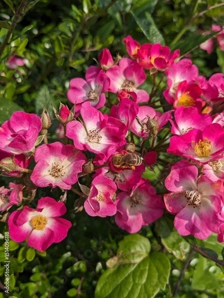 Fototapeta Pink rose flowers in the garden