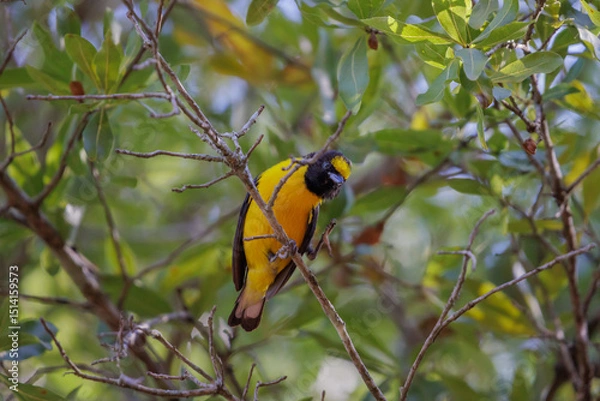 Obraz Purple-throated Euphonia (Euphonia chlorotica) perched on a branch.