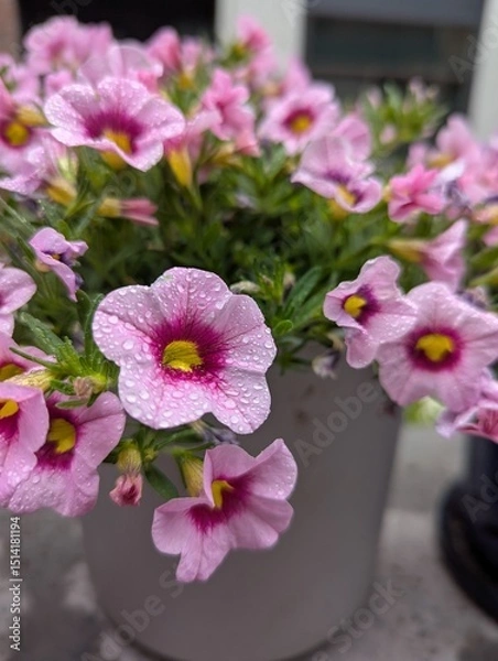 Obraz pink flowers in a pot