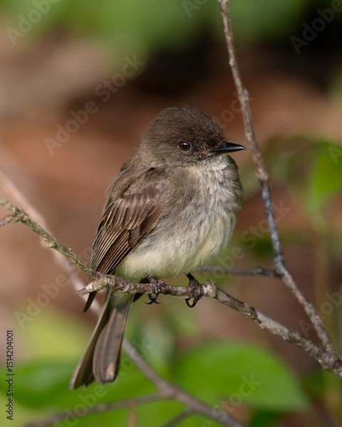 Obraz Eastern Phoebe