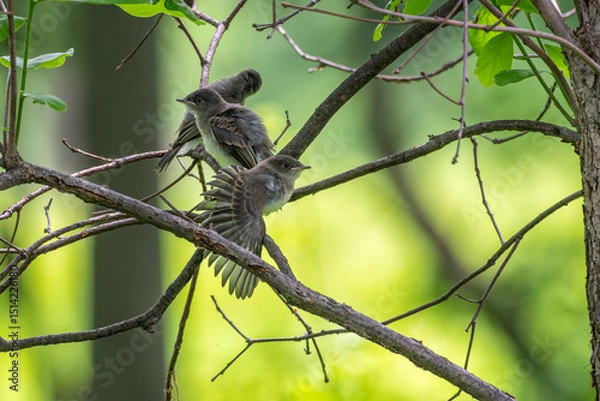 Fototapeta Acadian flycatcher fledglings perched on a branch.