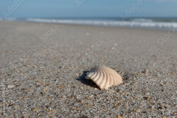 Obraz seashell on the beach