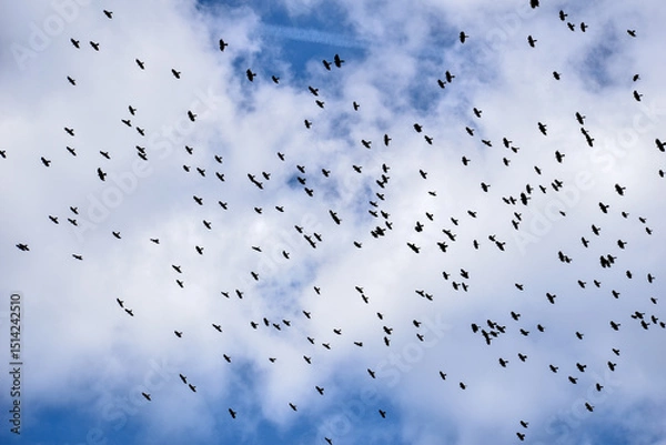 Fototapeta big flock of Alpine chough or yellow-billed chough (Pyrrhocorax graculus) flying over the austrian alps