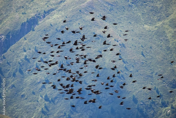 Fototapeta big flock of Alpine chough or yellow-billed chough (Pyrrhocorax graculus) flying over the austrian alps