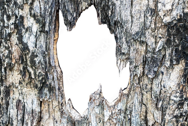 Obraz White open space background image of bark sheets for graphic and media works.