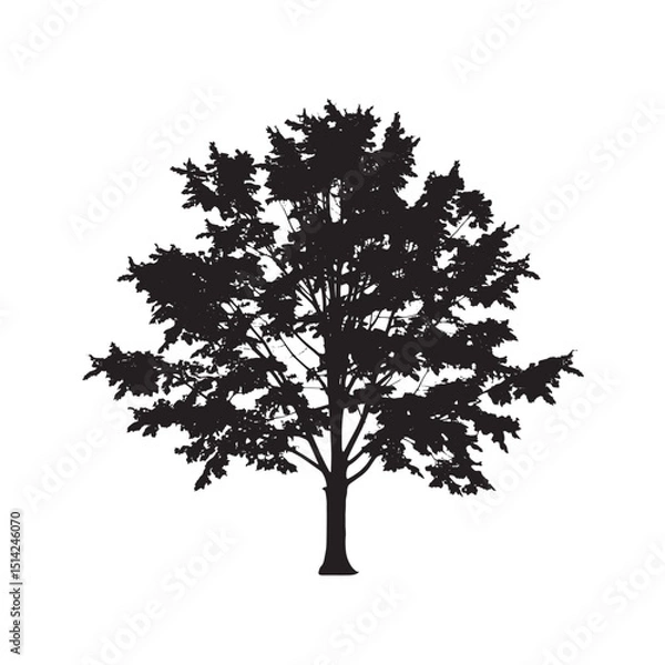 Obraz Black Silhouette of a Sugar Maple Tree