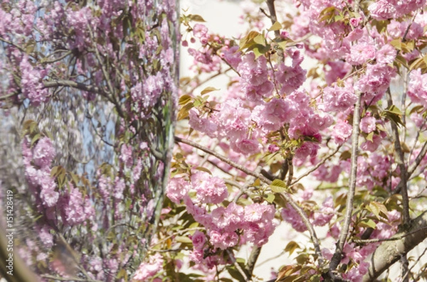 Fototapeta 広島造幣局の八重桜
