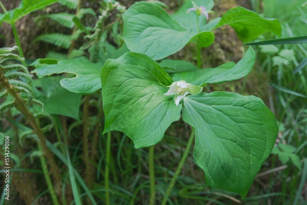 Obraz 日本：ミヤマエンレイソウ（別名シロバナエンレイソウ／Trillium tschonoskii ）／開きかけた白い花弁【山野草・シュロソウ科】長野県・5月