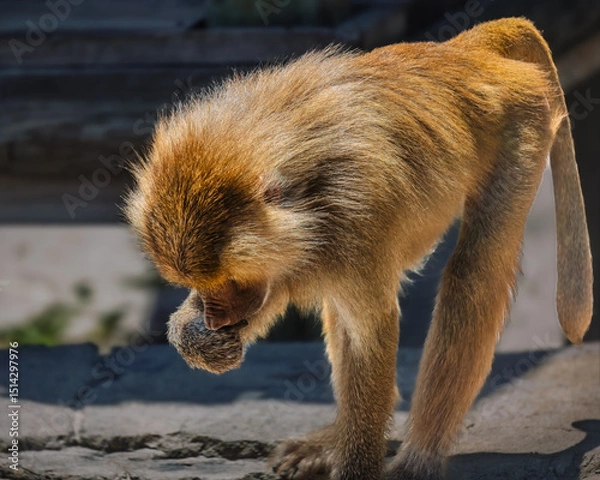 Fototapeta A monkey is eating something off the ground