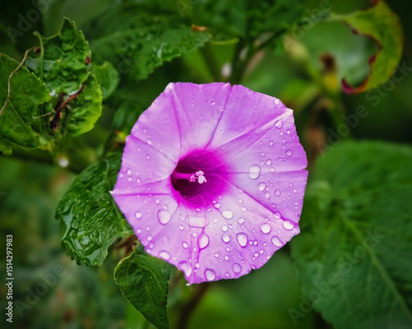 Fototapeta A purple flower with a small opening in the center