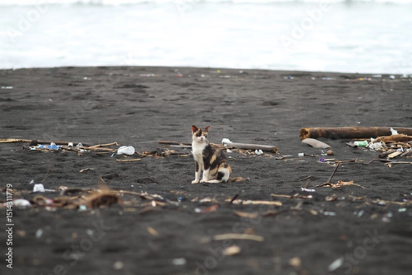 Obraz Photo of a cat on a beach full of trash.