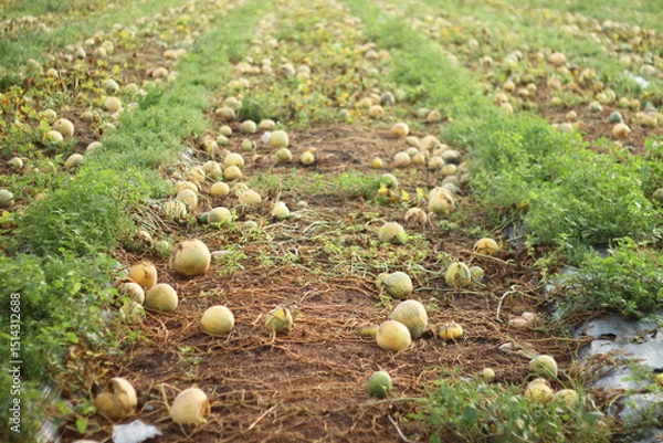 Obraz Photo of melons in the garden that failed to harvest.