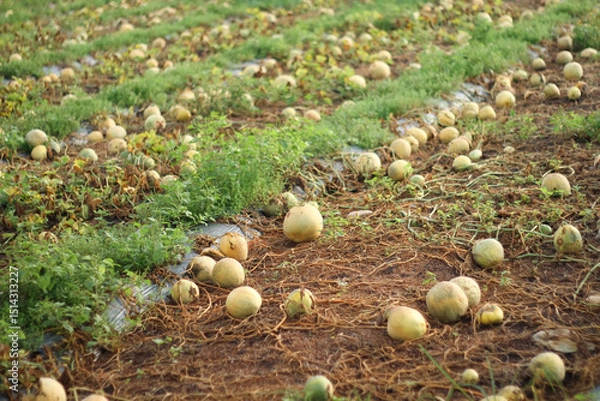 Obraz Photo of melons in the garden that failed to harvest.