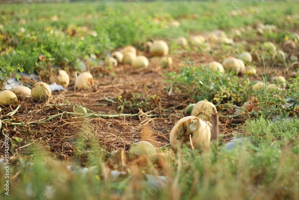 Obraz Photo of melons in the garden that failed to harvest.