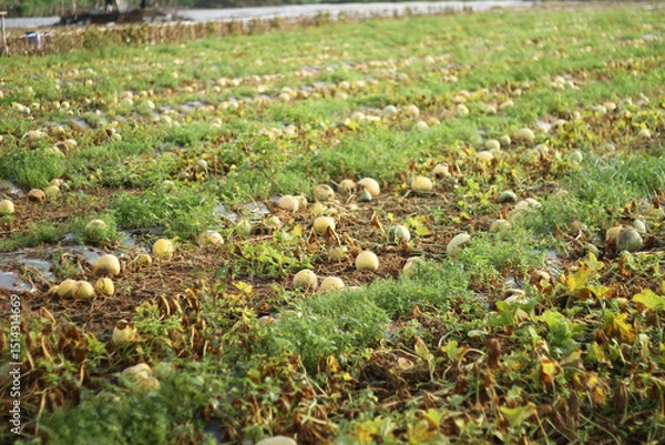 Obraz Photo of melons in the garden that failed to harvest.