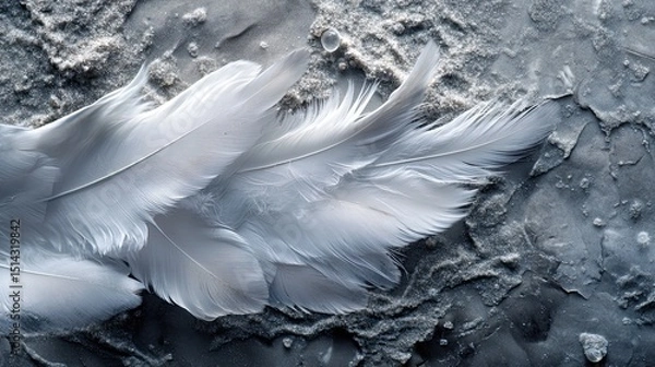 Fototapeta Ethereal swan wing feathers resting gently upon a textured frosted shoreline as if whispering secrets of the wind and