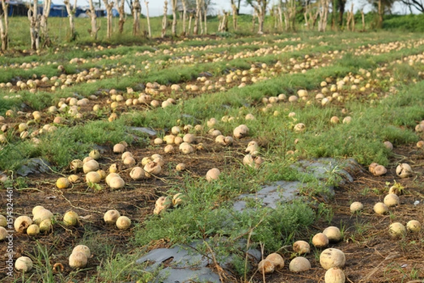 Obraz Photo of melons in the garden that failed to harvest.