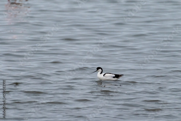 Fototapeta A single pied avocet -Recurvirostra avosetta- along the shores of Walvis Bay, Namibia.