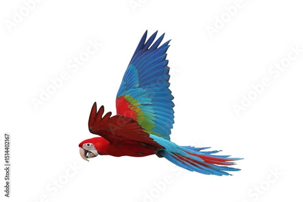 Fototapeta Colorful flying Green Wing Macaw parrot isolated on transparent background png file