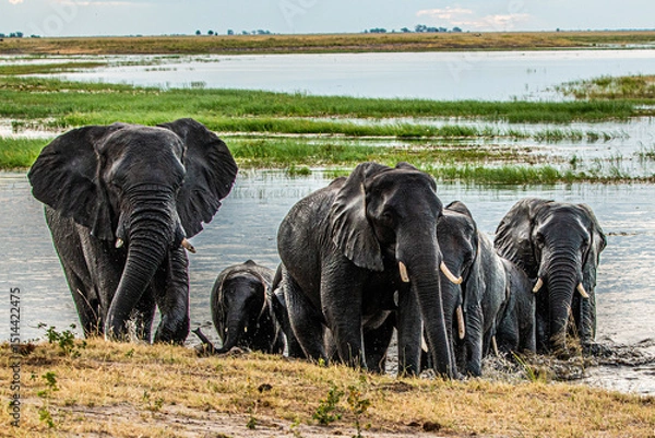 Fototapeta herd of elephants coming out of water at chobe river in to the okavango delta ob botswana