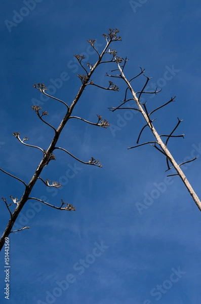 Fototapeta Trees meeting 