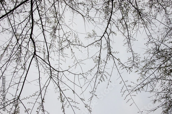 Fototapeta Branches curtain 