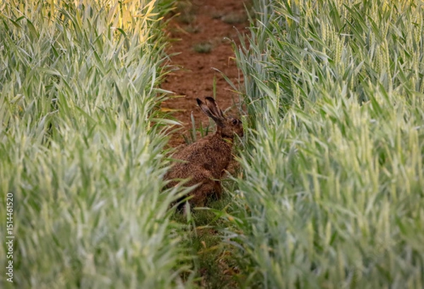 Fototapeta hare on the field