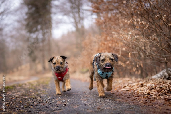 Obraz Two Border Terriers (Canis lupus familiaris) running on a forest path, blue and red harnesses, autumn leaves, joyful energy, natural outdoor scene, focus on dogs, blurred background.