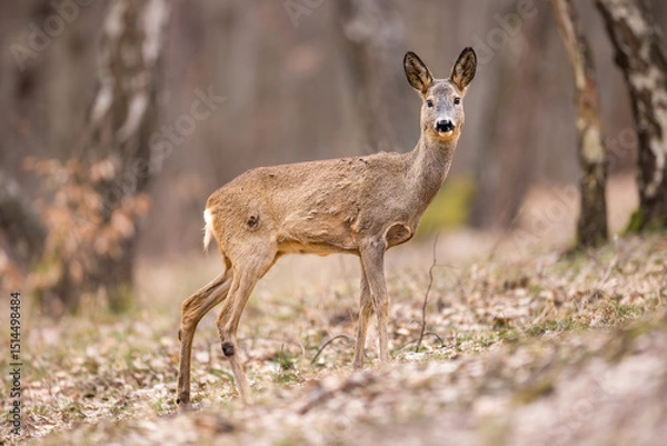 Obraz Roe deer (Capreolus capreolus) walking alert on a forest slope, soft brown fur, large ears, natural habitat, early spring, detailed close-up, wild nature, blurred background, peaceful scene.