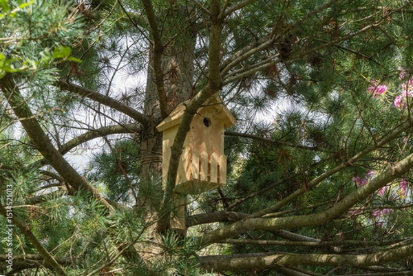 Fototapeta Wooden birdhouse hangs from on thick trunk pine tree Pinus parviflora Glauca, nestled among pine needles and branches, offering a cozy shelter for birds in natural setting.