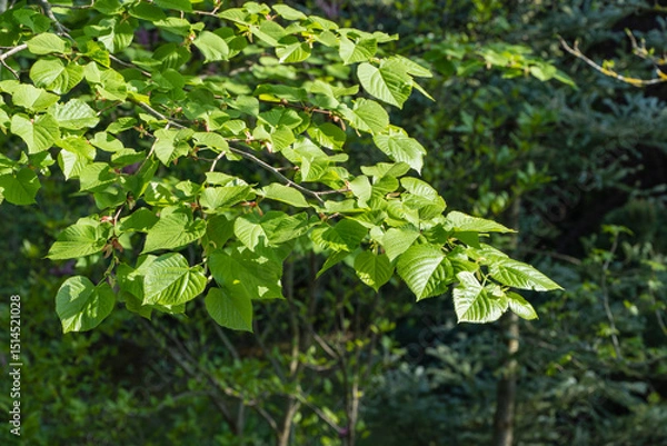 Fototapeta Close-up of vibrant green leaves on  on tree branch tilia caucasica showing detailed veins and lush, healthy appearance against blurred natural background.