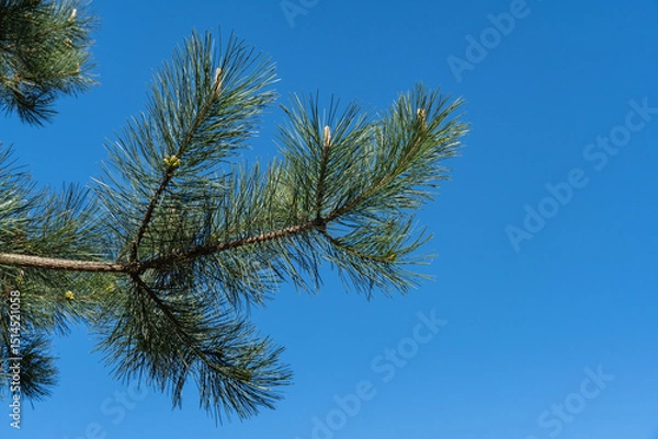 Fototapeta Close-up of Austrian pine (Pinus ‘Nigra’) or black pine branches against clear blue sky, showcasing intricate details of needles and natural beauty of the foliage. Nature concept for design
