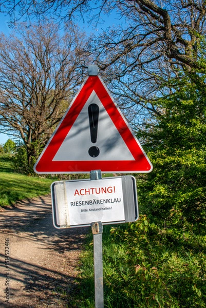 Fototapeta Riesenbärenklau