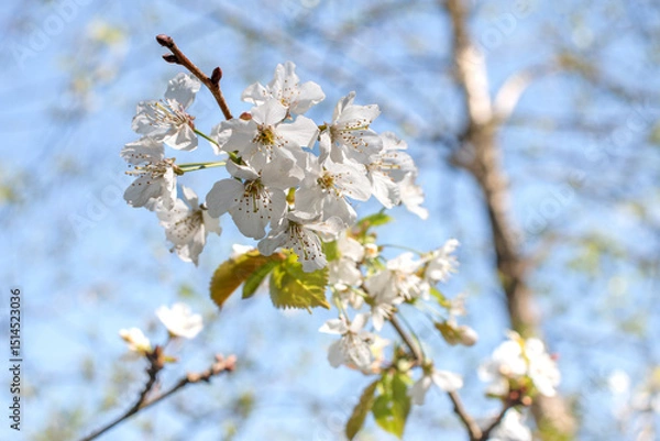 Fototapeta Kirchblüte