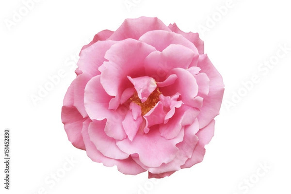Obraz pink rose white background