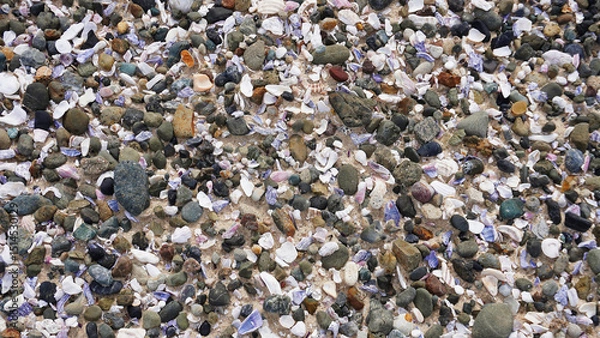 Fototapeta Colorful collection of shells and stones scattered on the beach at low tide during daylight hours